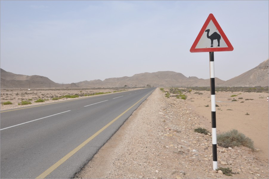 camels all over the place - even on the roads