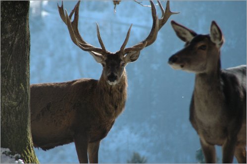 deer in feldkirch